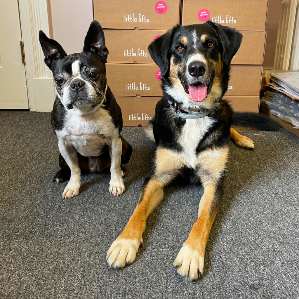 Little Lifts breast cancer charity team office dogs Norma and Myrty